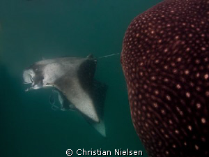Whaleshark got into the way for a photo of the Manta's :-... by Christian Nielsen 
